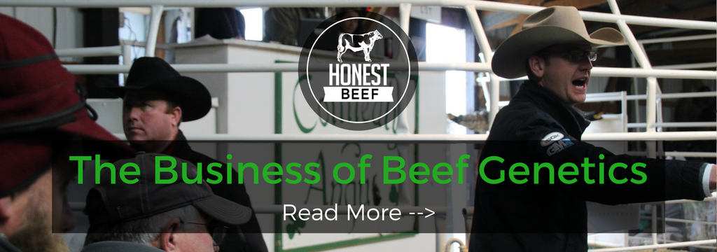 The Business of Beef Genetics - Connealy Angus Bull Sale