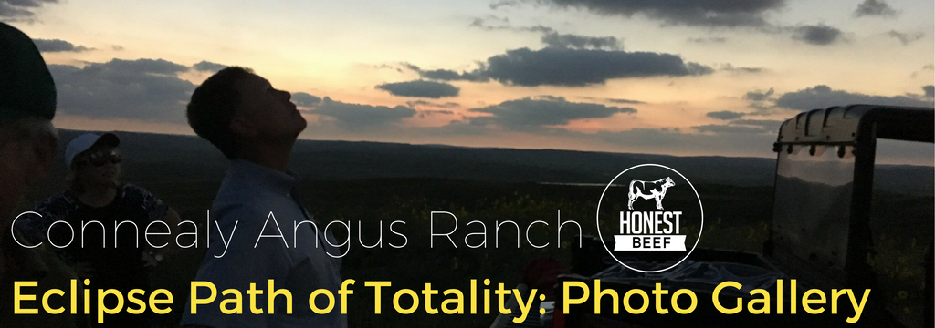 Connealy Angus & The Solar Eclipse