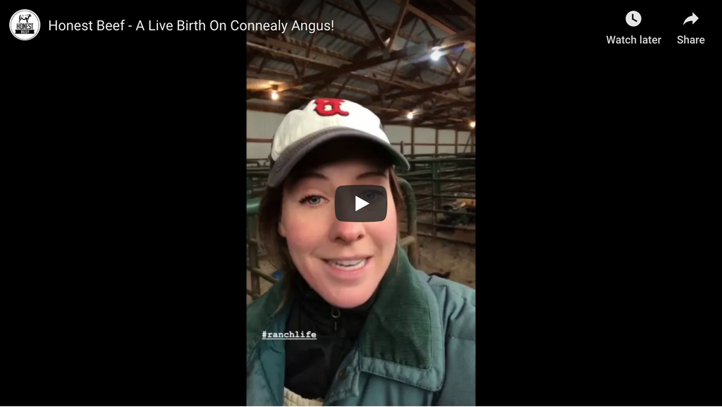 Honest Beef - The Birth of a Calf