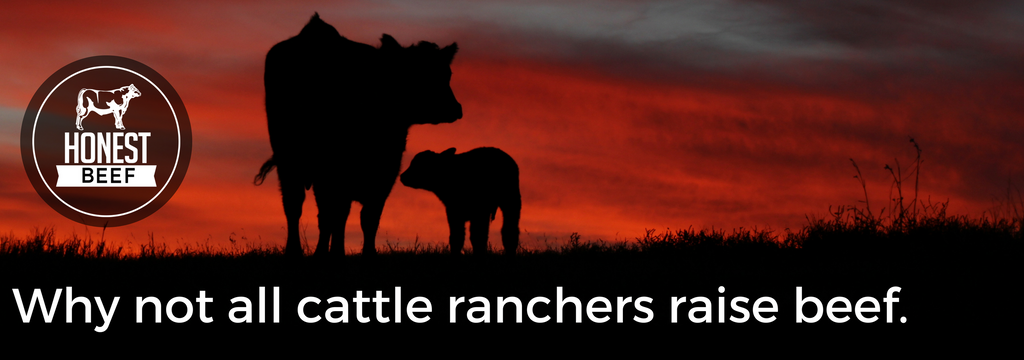 Why not all cattle ranchers raise beef.